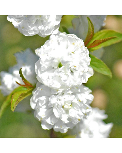 Вишня залозиста Альба Плена | Вишня железистая Альба Плена | Prunus glandulosa Alba Plena