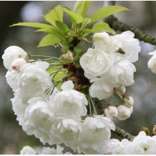 Вишня залозиста Альба Плена | Вишня железистая Альба Плена | Prunus glandulosa Alba Plena