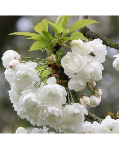 Вишня залозиста Альба Плена | Вишня железистая Альба Плена | Prunus glandulosa Alba Plena