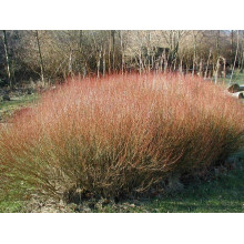 Верба пурпурова Нана | Salix purpurea Nana | Ива пурпурная Нана