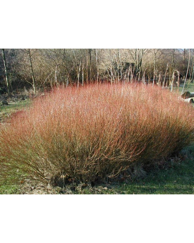 Верба пурпурова Нана | Salix purpurea Nana | Ива пурпурная Нана