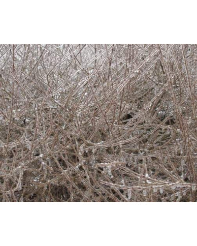 Верба пурпурова Нана | Salix purpurea Nana | Ива пурпурная Нана