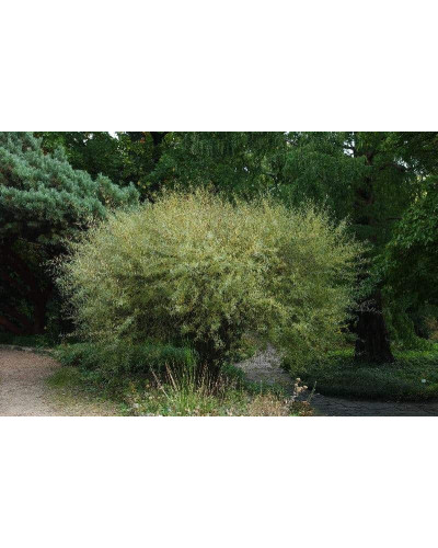 Верба пурпурова Нана | Salix purpurea Nana | Ива пурпурная Нана