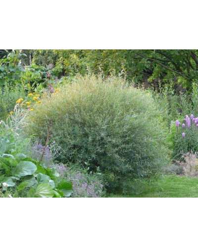 Верба пурпурова Нана | Salix purpurea Nana | Ива пурпурная Нана