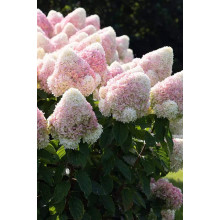 Гортензія волотиста Меджикал Світ Саммер | Hydrangea peniculata Megical Sweet Summer/Bokrathirteen | Гортензия метельчатая Мэджикал Свит Саммер