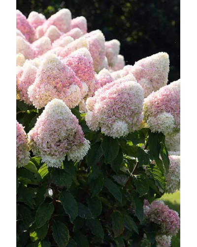 Гортензія волотиста Меджикал Світ Саммер | Hydrangea peniculata Megical Sweet Summer/Bokrathirteen | Гортензия метельчатая Мэджикал Свит Саммер
