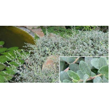 Верба повзуча Нітіда | Salix repens Nitida | Ива ползучая Нитида