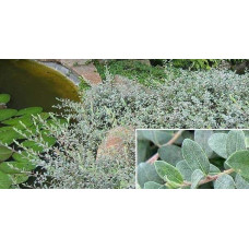 Верба повзуча Нітіда | Salix repens Nitida | Ива ползучая Нитида
