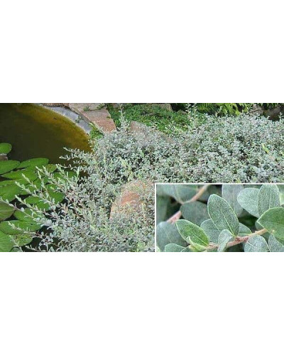 Верба повзуча Нітіда | Salix repens Nitida | Ива ползучая Нитида