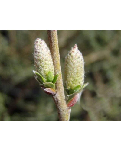 Верба повзуча Нітіда | Salix repens Nitida | Ива ползучая Нитида