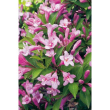 Вейгела квітуча Пінк Поппет ® / Планген ® | Weigela florida Pink Poppet ® / Plangen ® | Вейгела цветущая Пинк Поппет ® / Планген ®