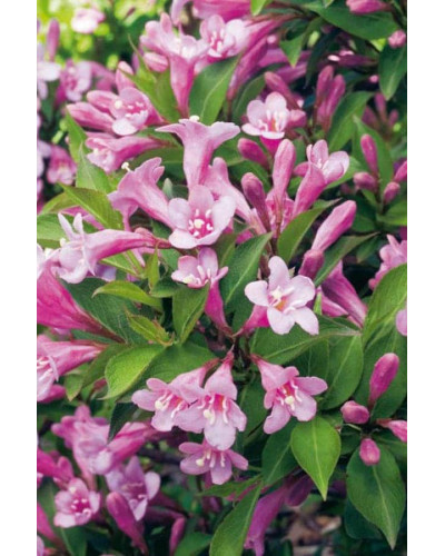 Вейгела квітуча Пінк Поппет ® / Планген ® | Weigela florida Pink Poppet ® / Plangen ® | Вейгела цветущая Пинк Поппет ® / Планген ®