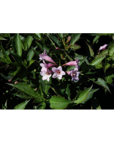 Вейгела квітуча Пінк Поппет ® / Планген ® | Weigela florida Pink Poppet ® / Plangen ® | Вейгела цветущая Пинк Поппет ® / Планген ®