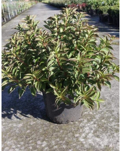 Вейгела квітуча Пінк Поппет ® / Планген ® | Weigela florida Pink Poppet ® / Plangen ® | Вейгела цветущая Пинк Поппет ® / Планген ®
