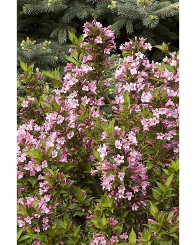 Вейгела квітуча Пінк Поппет ® / Планген ® | Weigela florida Pink Poppet ® / Plangen ® | Вейгела цветущая Пинк Поппет ® / Планген ®