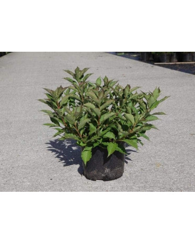 Вейгела квітуча Пінк Поппет ® / Планген ® | Weigela florida Pink Poppet ® / Plangen ® | Вейгела цветущая Пинк Поппет ® / Планген ®