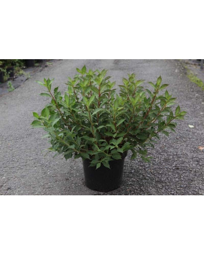 Вейгела квітуча Пінк Поппет ® / Планген ® | Weigela florida Pink Poppet ® / Plangen ® | Вейгела цветущая Пинк Поппет ® / Планген ®