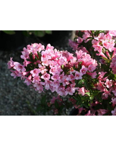 Вейгела квітуча Пінк Поппет ® / Планген ® | Weigela florida Pink Poppet ® / Plangen ® | Вейгела цветущая Пинк Поппет ® / Планген ®
