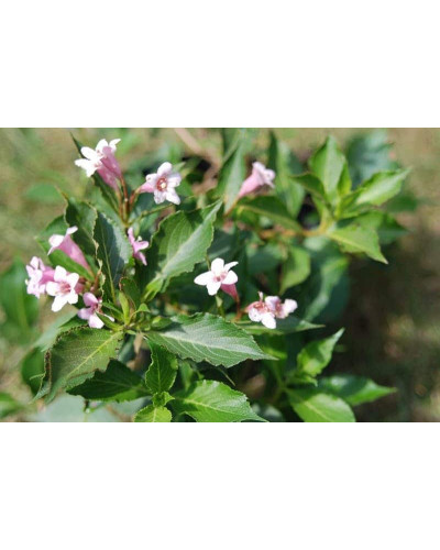 Вейгела квітуча Пінк Поппет ® / Планген ® | Weigela florida Pink Poppet ® / Plangen ® | Вейгела цветущая Пинк Поппет ® / Планген ®