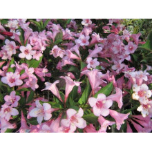 Вейгела квітуча Пінк Поппет ® / Планген ® | Weigela florida Pink Poppet ® / Plangen ® | Вейгела цветущая Пинк Поппет ® / Планген ®