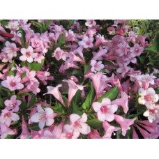 Вейгела квітуча Пінк Поппет ® / Планген ® | Weigela florida Pink Poppet ® / Plangen ® | Вейгела цветущая Пинк Поппет ® / Планген ®