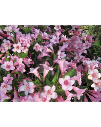 Вейгела квітуча Пінк Поппет ® / Планген ® | Weigela florida Pink Poppet ® / Plangen ® | Вейгела цветущая Пинк Поппет ® / Планген ®