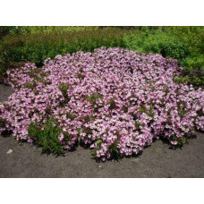 Вейгела квітуча Пінк Поппет ® / Планген ® | Weigela florida Pink Poppet ® / Plangen ® | Вейгела цветущая Пинк Поппет ® / Планген ®