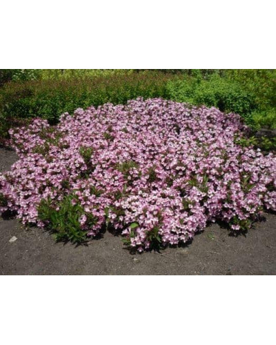 Вейгела квітуча Пінк Поппет ® / Планген ® | Weigela florida Pink Poppet ® / Plangen ® | Вейгела цветущая Пинк Поппет ® / Планген ®