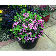 Вейгела квітуча Пінк Поппет ® / Планген ® | Weigela florida Pink Poppet ® / Plangen ® | Вейгела цветущая Пинк Поппет ® / Планген ®