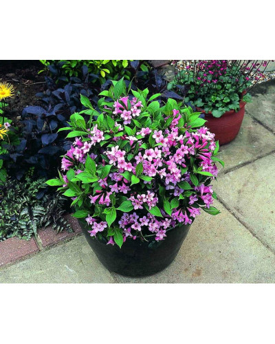 Вейгела квітуча Пінк Поппет ® / Планген ® | Weigela florida Pink Poppet ® / Plangen ® | Вейгела цветущая Пинк Поппет ® / Планген ®