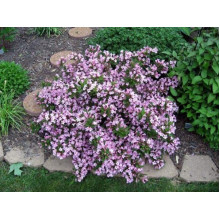 Вейгела квітуча Пінк Поппет ® / Планген ® | Weigela florida Pink Poppet ® / Plangen ® | Вейгела цветущая Пинк Поппет ® / Планген ®