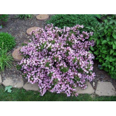 Вейгела квітуча Пінк Поппет ® / Планген ® | Weigela florida Pink Poppet ® / Plangen ® | Вейгела цветущая Пинк Поппет ® / Планген ®