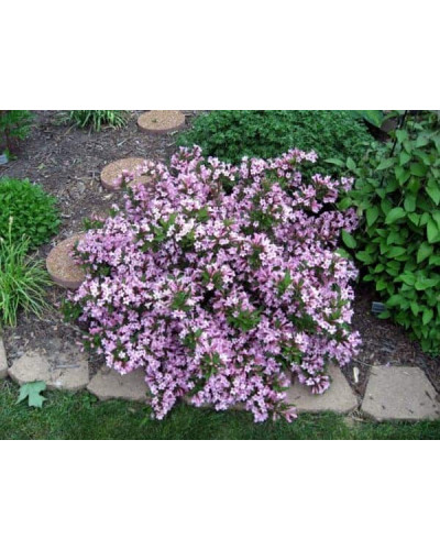 Вейгела квітуча Пінк Поппет ® / Планген ® | Weigela florida Pink Poppet ® / Plangen ® | Вейгела цветущая Пинк Поппет ® / Планген ®