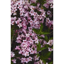 Вейгела квітуча Пінк Поппет ® / Планген ® | Weigela florida Pink Poppet ® / Plangen ® | Вейгела цветущая Пинк Поппет ® / Планген ®