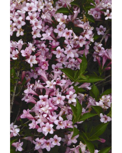 Вейгела квітуча Пінк Поппет ® / Планген ® | Weigela florida Pink Poppet ® / Plangen ® | Вейгела цветущая Пинк Поппет ® / Планген ®