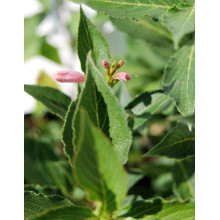 Вейгела квітуча Пінк Поппет ® / Планген ® | Weigela florida Pink Poppet ® / Plangen ® | Вейгела цветущая Пинк Поппет ® / Планген ®