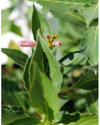Вейгела квітуча Пінк Поппет ® / Планген ® | Weigela florida Pink Poppet ® / Plangen ® | Вейгела цветущая Пинк Поппет ® / Планген ®