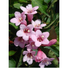 Вейгела квітуча Пінк Поппет ® / Планген ® | Weigela florida Pink Poppet ® / Plangen ® | Вейгела цветущая Пинк Поппет ® / Планген ®