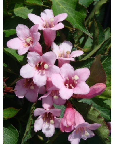 Вейгела квітуча Пінк Поппет ® / Планген ® | Weigela florida Pink Poppet ® / Plangen ® | Вейгела цветущая Пинк Поппет ® / Планген ®