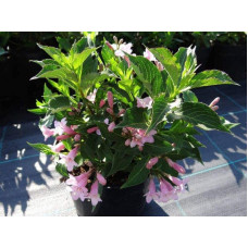 Вейгела квітуча Пінк Поппет ® / Планген ® | Weigela florida Pink Poppet ® / Plangen ® | Вейгела цветущая Пинк Поппет ® / Планген ®