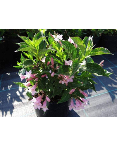 Вейгела квітуча Пінк Поппет ® / Планген ® | Weigela florida Pink Poppet ® / Plangen ® | Вейгела цветущая Пинк Поппет ® / Планген ®