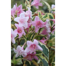 Вейгела квітуча Нана Варієгата | Weigela florida Nana Variegata | Вейгела цветущая Нана Вариегата