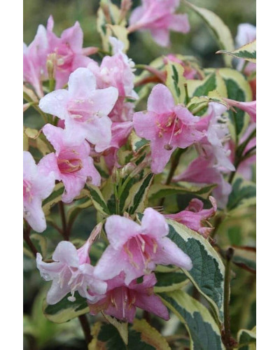 Вейгела квітуча Нана Варієгата | Weigela florida Nana Variegata | Вейгела цветущая Нана Вариегата