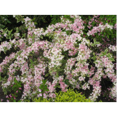 Вейгела квітуча Нана Варієгата | Weigela florida Nana Variegata | Вейгела цветущая Нана Вариегата