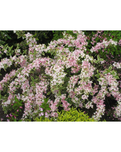 Вейгела квітуча Нана Варієгата | Weigela florida Nana Variegata | Вейгела цветущая Нана Вариегата