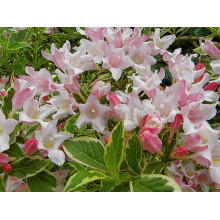 Вейгела квітуча Нана Варієгата | Weigela florida Nana Variegata | Вейгела цветущая Нана Вариегата