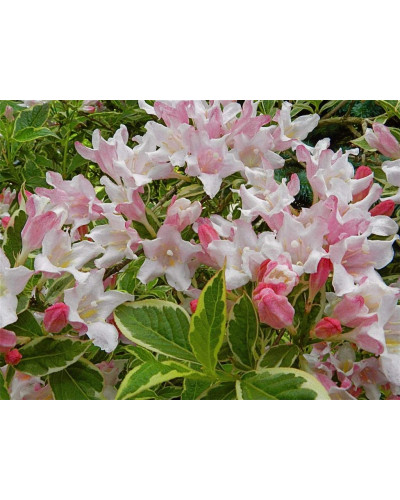 Вейгела квітуча Нана Варієгата | Weigela florida Nana Variegata | Вейгела цветущая Нана Вариегата