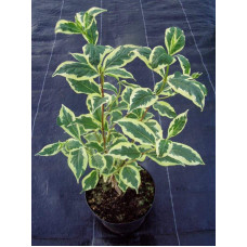 Вейгела квітуча Нана Варієгата | Weigela florida Nana Variegata | Вейгела цветущая Нана Вариегата