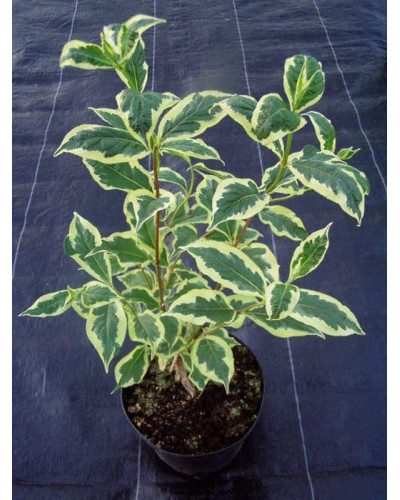 Вейгела квітуча Нана Варієгата | Weigela florida Nana Variegata | Вейгела цветущая Нана Вариегата