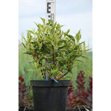 Вейгела квітуча Нана Варієгата | Weigela florida Nana Variegata | Вейгела цветущая Нана Вариегата